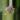 #46 Stelis Argentata thumbnail