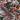 Ficus ruby starter plant growers choice thumbnail