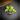 Syngonium Red Yami (112) thumbnail