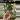Alocasia Jacklyn thumbnail