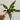 4” Anthurium ‘Big Bill’ thumbnail