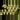 #6 Omnithocephalus Bicornis thumbnail