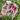 Chagos begonia starter plant growers choice thumbnail