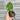 Aurea variegated Philodendron White Knight Philodendron (quadricolor) thumbnail