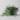 Senecio fish hooks starter plant growers choice thumbnail