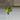 Brazil Philodendron thumbnail