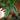 Alocasia venusta starter plant growers choice thumbnail