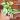 Glacier Pothos thumbnail