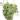 Variegated dischidia oiantha starter plant growers choice thumbnail