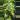 Epipremnum pinnatum yellow flame starter plant growers choice thumbnail