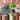 Alocasia chaii starter plant growers choice thumbnail