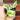 Glacier Pothos thumbnail