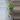 Scindapsus pictus thumbnail