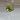 Lemon lime Philo thumbnail