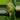 #54 Coelogyne Chinesis thumbnail
