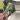 Alocasia Maharani Albo Corm thumbnail