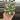 Variegated agave 4” pot growers choice thumbnail