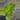 Amydrium medium green thumbnail