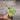 Hoya Kastbergii thumbnail