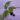 Monstera esqueleto thumbnail
