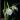 Brassavola lady of the night Orchid Blooming in spike B. Nodosa thumbnail