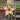Stapelia gigantea 4” pot growers choice thumbnail