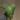 Anthurium yasuni heart (magnificum x moronense) thumbnail