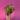 Alocasia Polly Aurea thumbnail