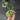 #2050 Alocasia Dragon Scale Mint Small thumbnail