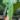 Philodendron Sharoniae San Antonio starter plant growers choice thumbnail