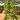 Peperomia hope starter plant growers choice thumbnail