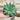 5” Lace Aloe lightly rooted thumbnail