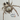 $50 Retail Stegodyphus lineatus 'Striped' (Sahara Velvet Spider) 1/8-1/4" thumbnail