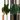 Seed grown anthurium papillilaminum x guna yala starter plant growers choice thumbnail