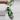 BubbleBlooms Scindapsus Treubii Moonlight Pothos thumbnail