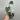 Scindapsus Mayari thumbnail