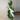 Philodendron Red Anderson thumbnail