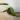 Philodendron Heterocraspedon thumbnail