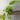 Epipremnum Cebu Blue MINT thumbnail