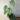 Monstera Dubia thumbnail