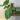 Philodendron Fuzzy Petiole thumbnail