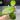 Hoya Noelle-Free Shipping thumbnail