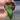 Hoya AH Veda thumbnail