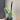 Variegated opuntia prickly pear cactus thumbnail