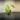 Alocasia Wild Thai NOID thumbnail