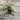 Syngonium Aurea thumbnail