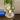 Alocasia Pink Balloon Heart corm thumbnail