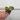 Alocasia Wentii Aurea thumbnail