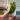 Alocasia True Ninja Albo corm grown thumbnail