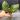 Hoya sp. Lai Chau Splash(Round Leaf) thumbnail
